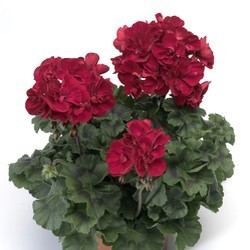 Géranium rouge